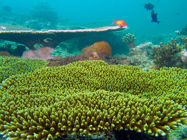 Палау забранио крему за сунчање да заштити корале