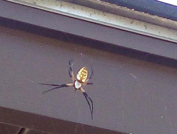Доживела шок испред своје куће: Џиновски паук прождире шишмиша (ФОТО)