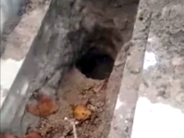 Брза акција полиције: Ухапшене две особе осумњичене за откопавање гроба учитељице у Старим Бановцима! 