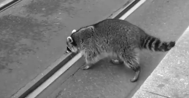 Попио остатке куваног вина, алкохол га омамио: Пијани ракун шетао улицама, ловац га убио (ВИДЕО)