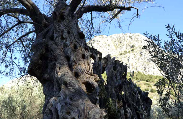 Хиљаду маслина старо миленијум на туристичкој мапи Бара
