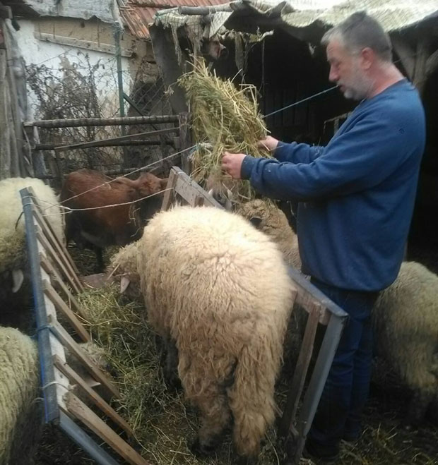 Стока (не) умире од глади због извршитеља? Животиње само пописане, власник - дужник мора да их храни до јавне продаје