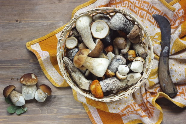 Ко их једе неће бити забораван: Печурке чувају здравље мозга