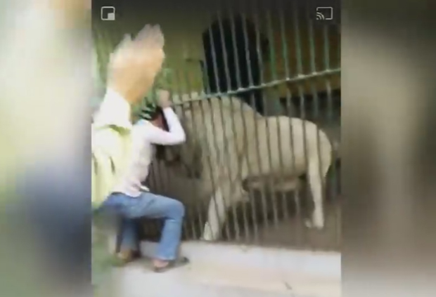 Лав му растргао руку кроз решетке, посетиоци гледали у шоку: Стравичан снимак из зоо врта (ВИДЕО)