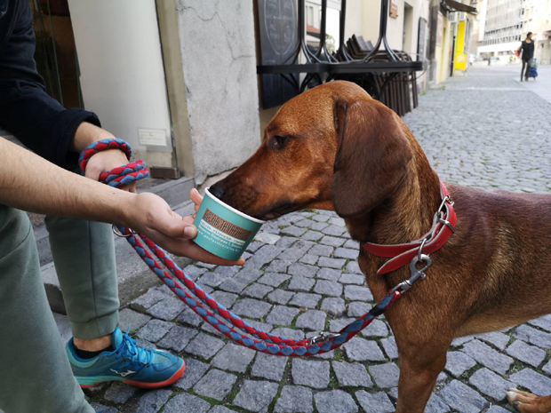 Кад пас изведе газду на сладолед, а куглу могу да једу и дијабетичари: Београд има посластичарницу и за животиње 