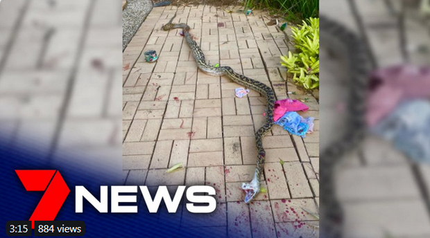 Отац у дворишту чуо врисак сина и видео да га вуче џиновски питон: Ударио га је, а он је опет напао