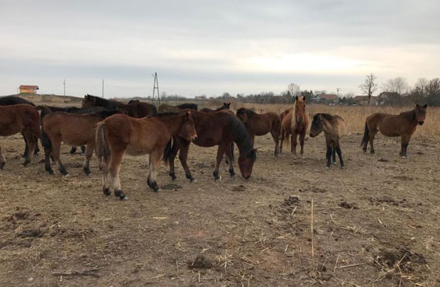 Босански пони атракција у Банатском Карађорђеву