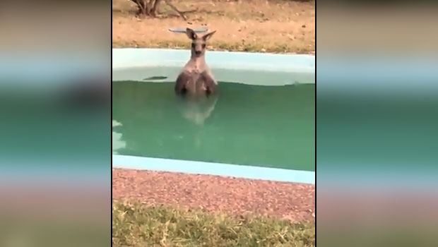 Кенгур побегао од пожара у базен (ВИДЕО)
