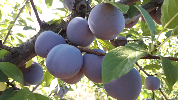 Чачански стручњаци створили нову врсту најпознатијег српског воћа: Шљива отпорнија на шарку