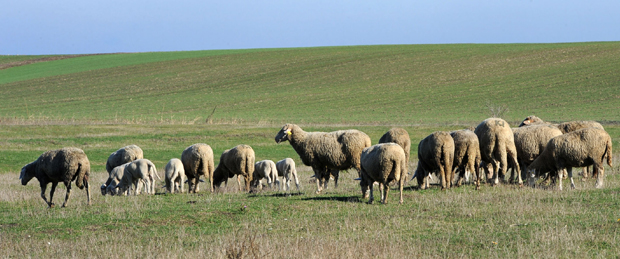 Подстицаји за сточарство остали без ефекта, није се размишљало о потребама пољопривредника?