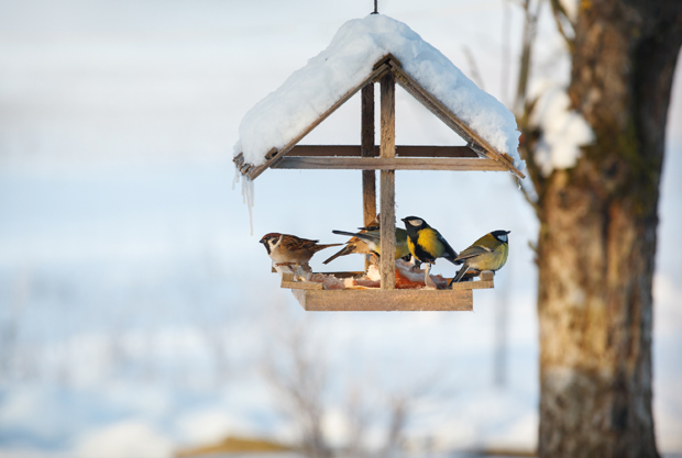Помозимо им да преживе 13 недеља хладноће: Такмичење које ће да омогући птицама да преброде зиму