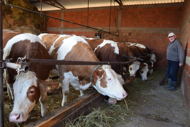 Мени за сваку краву: Тодоровићи угађају животињама и праве јеловник за сваку од њих посебно