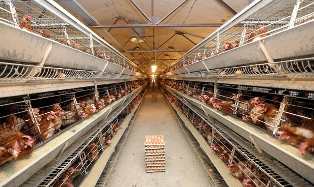 ЕУ правила затварају кокошињце: Живинарске фарме у Србији мораће да се прилагоде стандардима ЕУ