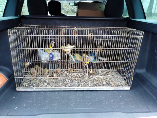 У кавезима пронађена 21 птица певачица: Покренут поступак због противзаконитог држања (ФОТО)