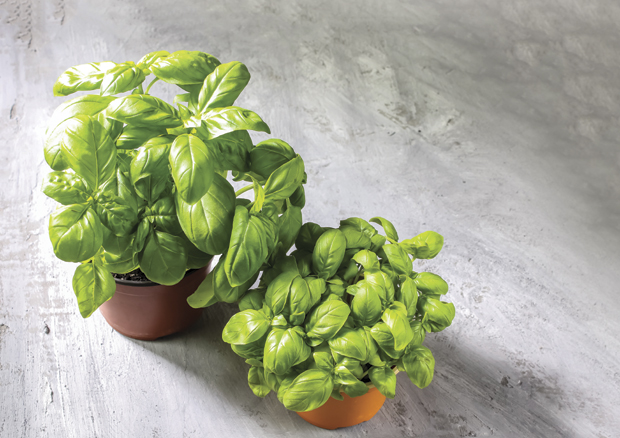 Делује као таблетa: Свежи босиљак ублажава болове у зглобовима