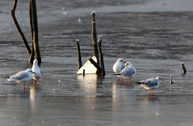 После јутарњег мраза сунчан дан: Какво нас време чека у петак 