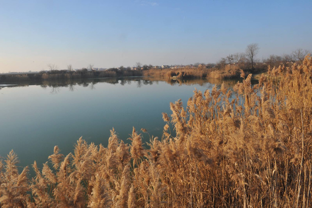 Више нема сумње: Зна се како је УБИЈЕН мушкарац нађен код Старе Пазове (ФОТО/ВИДЕО)