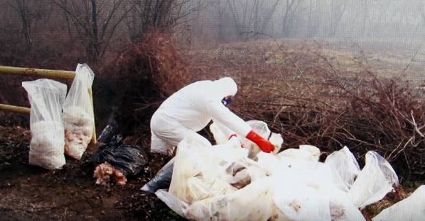 Случај покварене пилетине код Ваљева није усамљен. Да ли је труло месо било и у печењари?