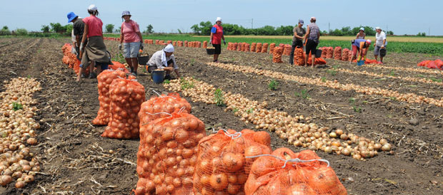 И држава сад има вајде од сезонаца: Електронске пријаве донеле 2,2 милиона евра у буџет