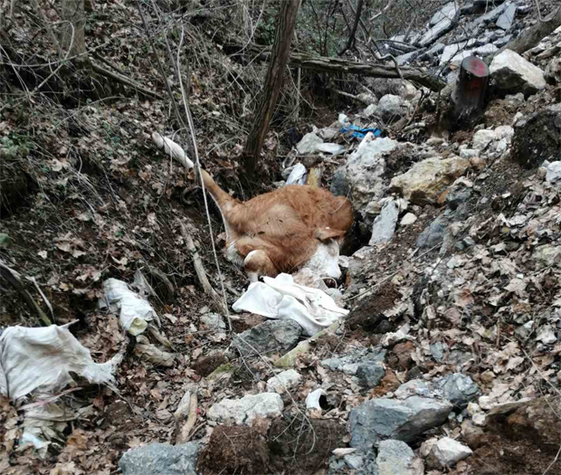 Ужасан смрад се шири околином Ваљева: Мртва јуница и прасићи бачени у поток, пси луталице разносе труло месо