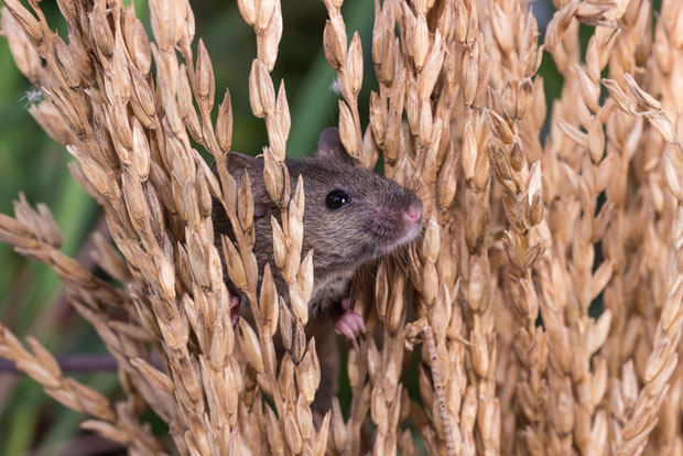 Кина упозорава на нови проблем: После вируса стигла најезда штеточина на њивама