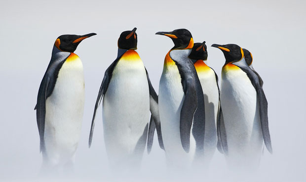 Научници уврдили: Пингвини комуницирају слично као људи