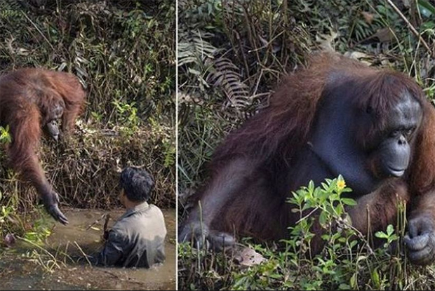 Дирљива слика са Борнеа: Орангутан пружио руку како би помогао човеку у реци