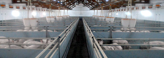 Кад осморица младих оствари свој сан: Фарма на дугме
