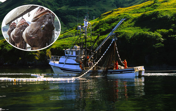 Србин који ради на Аљасци открива како се тамо КРВАВО зарађује хлеб: Плата је 5.000 долара, али се ради 16 сати
