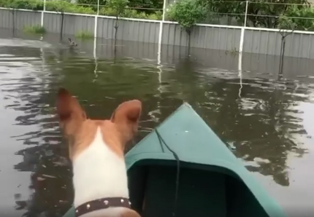 Природа се баш окомила на Аустралију: Кенгур ПЛИВА улицама раније опустошеним пожаром (ВИДЕО)