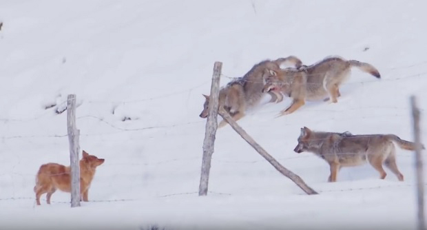Пса опколила три вука, после ове АКРОБАЦИЈЕ могли су само да га гледају у чуду (ВИДЕО)