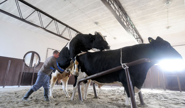 Да ли је бачено милион и по евра? Увозимо семе бикова које се не користи у развијеним земљама