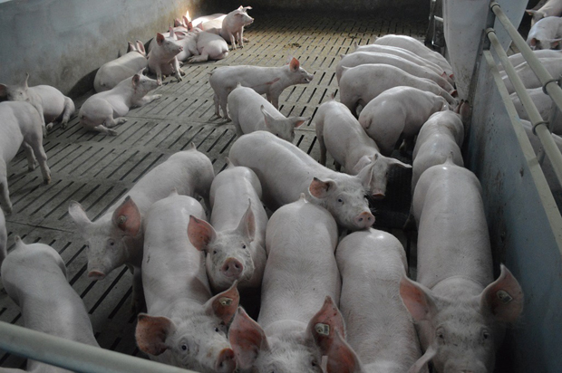 Иронија: Свиње више вреде у Федерацији БиХ него у Републици Српској, а извозе се највише у - ТУРСКУ