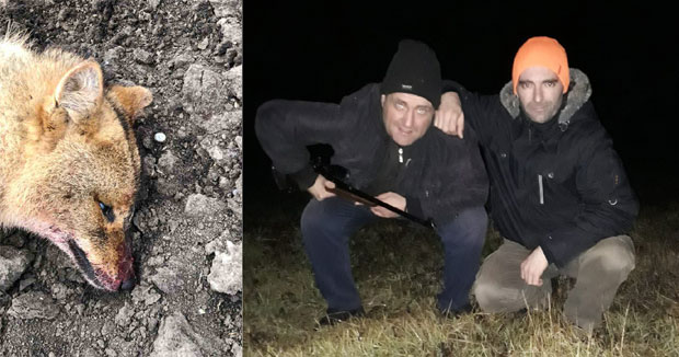Ловци у Војводини у ноћним патролама лове шакала