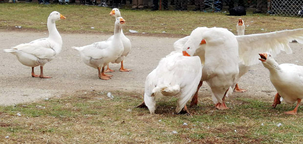 Цезар и Арпад боре се за титилу шампиона: Финале 34. “гусанијаде” у Мокрину