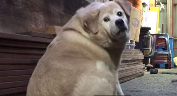 Прича која слама срце: Пас се изненада страшно УГОЈИО, разлог је јако тужан (ВИДЕО)