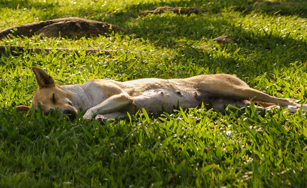 Сумња се да је на њих пуцано из ловачке пушке: Пронађена два угинула пса у Лесковцу