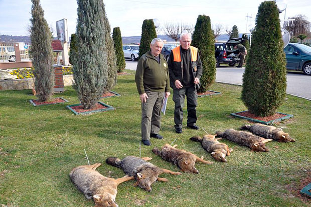 „Лов на моравског шакала“: Устрељено шест шакала, тета Лија избегла потери (ФОТО)