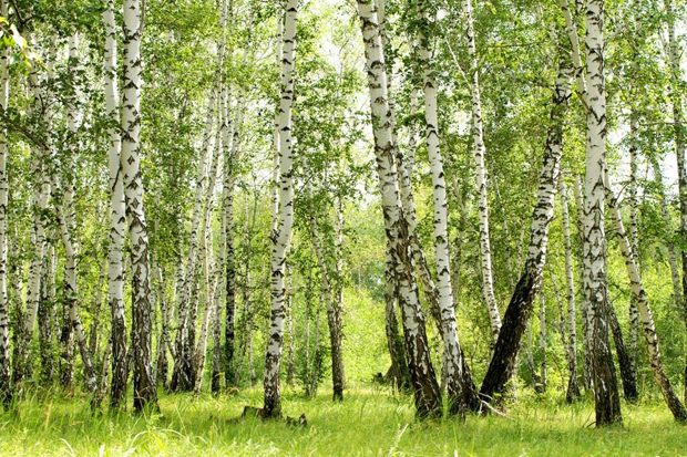 Сезона алергија поранила: Шири се ПОЛЕН брезе, стручњаци САВЕТУЈУ да се људи осетљиви на алергене дрвећа јаве лекару
