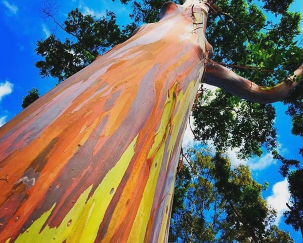 Оне су ремек дело природе, својим бојама привлаче туристе, али су и - СМРТОНОСНЕ: Шуме које стварају удовице (ВИДЕО)