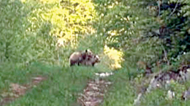 Мрки медведи ОСВАЈАЈУ Златибор