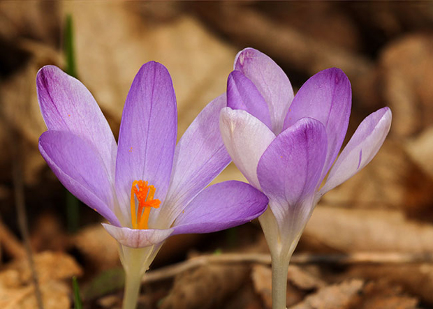 Откриће на Фрушкој гори: Нова врста шафрана (ФОТО)