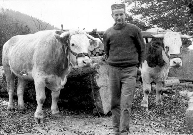 Муртенице, мила моја окућнице: Старовлашка лукавства горосеча и игра са влашћу
