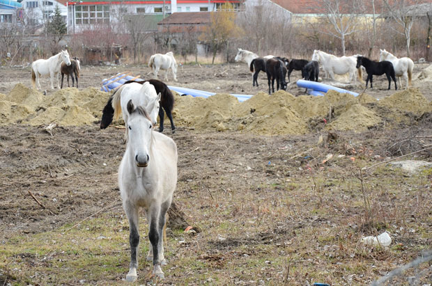 Власник морао да одвезе коње из града: Инспектори вратили 30 грла у ергелу
