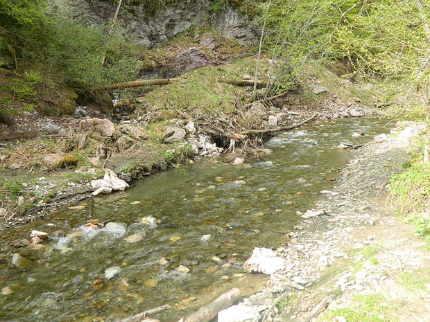Еколошки ЗЛОЧИН Управе шума Црне Горе: Дозволили сечу дрвећа у зони изворишта, око 1.000 домаћинстава Андријевице остаје без ВОДЕ