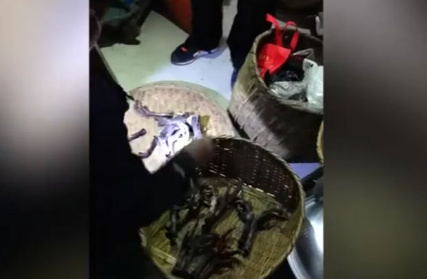 Кинеска влада забранила конзумацију дивљих зивотиња (ВИДЕО)