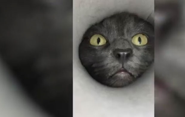 Радознали мачак из Сибира постао звезда друштвених мрежа (ВИДЕО)