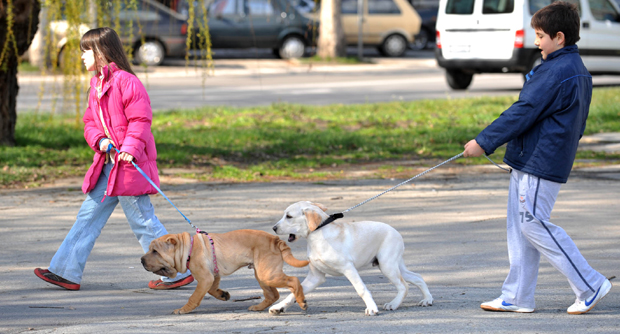 Потрага за тровачима паса: Починиоце  траже и на снимцима са камера