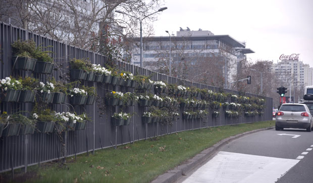 Проблем са биљкама код Сајма и на Новом Београду: Уместо украса - ругло