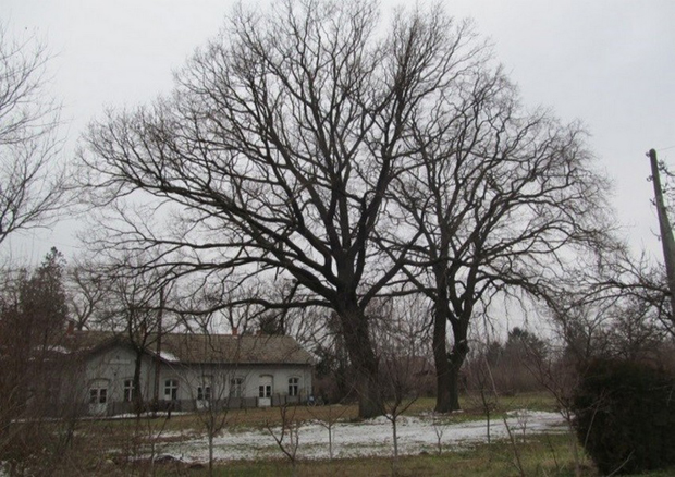 На железничкој станици у Мокрину налазе се два храста стара 160 година: Лужњаци споменик природе